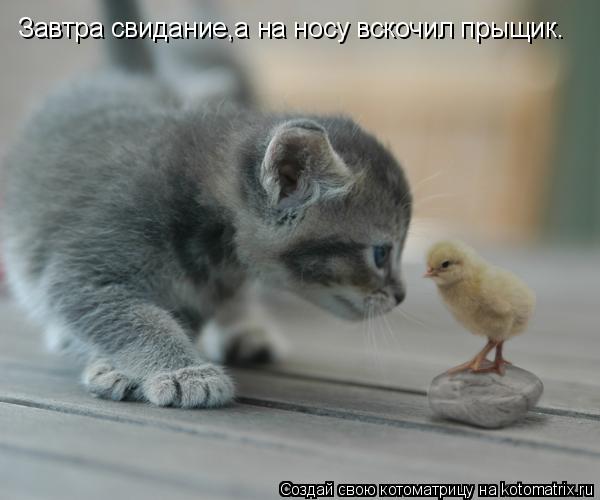 Котоматрица: Завтра свидание,а на носу вскочил прыщик.