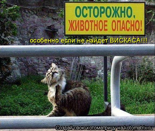 Котоматрица: особенно если не найдет ВИСКАСА!!!