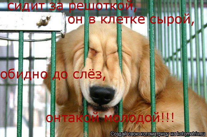 сидит за решоткой, он в клетке сырой, обидно до слёз, онтакой молодой!!!... Котоматрица: сидит за решоткой, он в клетке сырой, обидно до слёз, онтакой молодой!!!