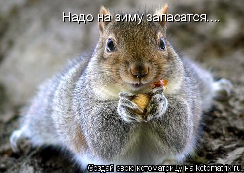 Надо на зиму запасатся....... Котоматрица: Надо на зиму запасатся....