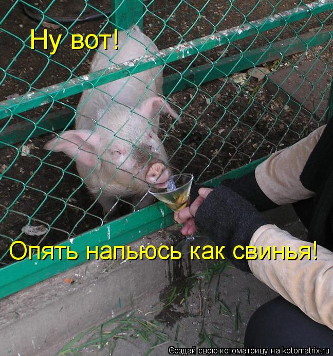Ну вот! Опять напьюсь как свинья!... Котоматрица: Ну вот! Опять напьюсь как свинья!