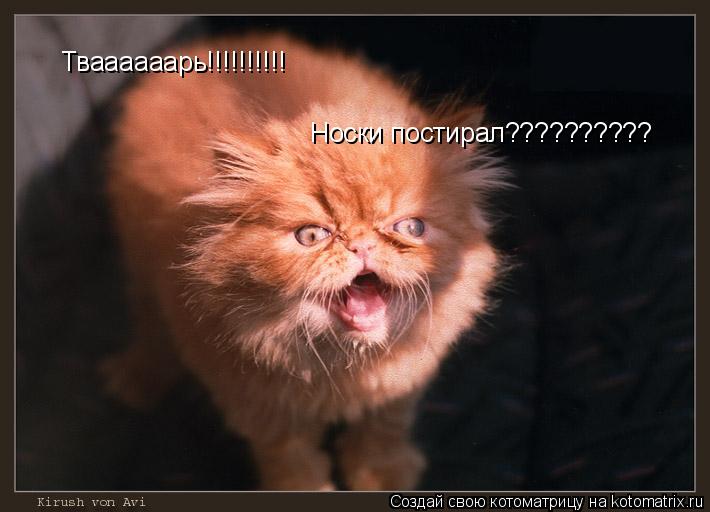 Тваааааарь!!!!!!!!!! Тваааааарь!!!!!!!!!! Носки постирал?????????? Носки постирал??????????... Котоматрица: Тваааааарь!!!!!!!!!! Тваааааарь!!!!!!!!!! Носки постирал?????????? Носки постирал??????????