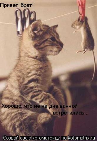 Хорошо, что не на дне ванной встретились... Привет, брат!... Котоматрица: Хорошо, что не на дне ванной встретились... Привет, брат!