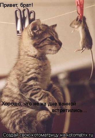 Котоматрица: Хорошо, что не на дне ванной  встретились... Привет, брат!