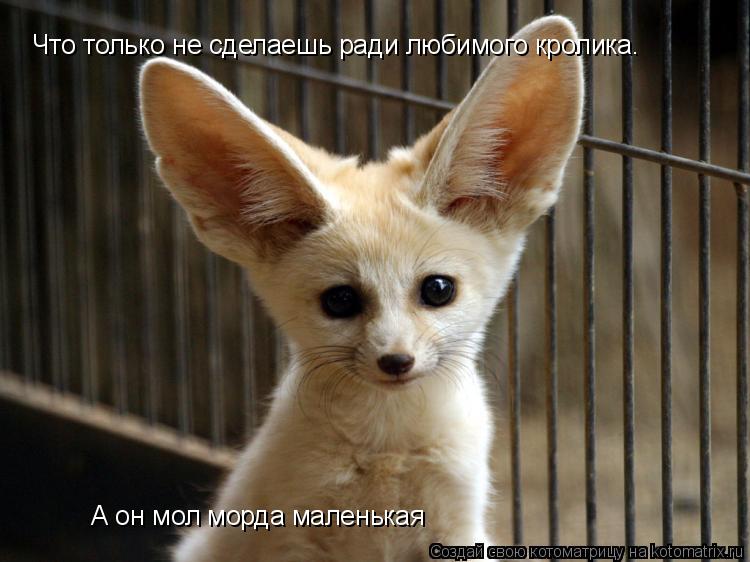 Что только не сделаешь ради любимого кролика. А он мол морда маленькая... Котоматрица: Что только не сделаешь ради любимого кролика. А он мол морда маленькая