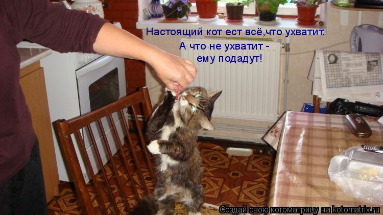 Настоящий кот ест всё,что ухватит. А что не ухватит - ему подадут!... Котоматрица: Настоящий кот ест всё,что ухватит. А что не ухватит - ему подадут!
