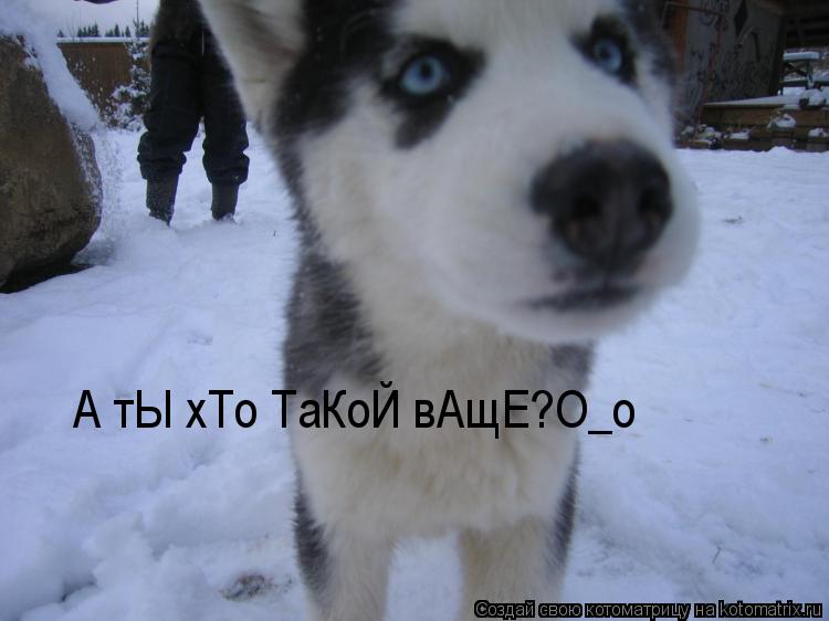 А тЫ хТо ТаКоЙ вАщЕ?О_о... Котоматрица: А тЫ хТо ТаКоЙ вАщЕ?О_о