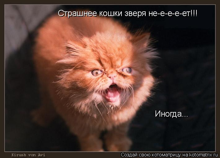 Страшнее кошки зверя не-е-е-е-ет!!! Иногда...... Котоматрица: Страшнее кошки зверя не-е-е-е-ет!!! Иногда...