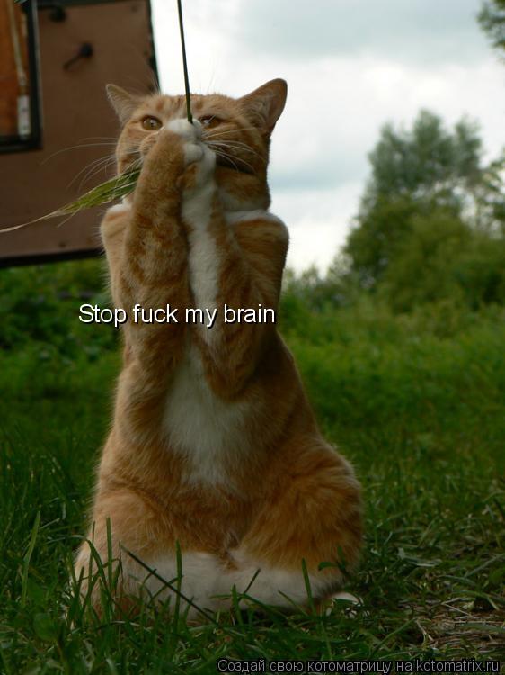 Котоматрица: Stop fuck my brain