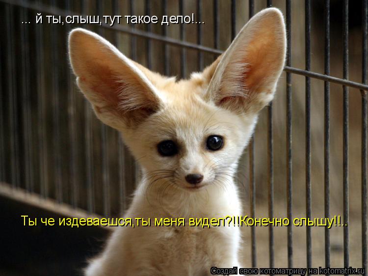 Котоматрица: ...єй ты,слыш,тут такое дело!... Ты че издеваешся,ты меня видел?!!Конечно слышу!!.. ...єй ты,слыш,тут такое дело!...