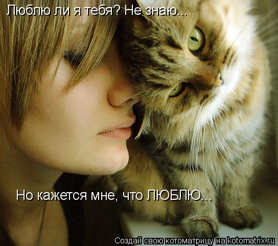 Котоматрица: Люблю ли я тебя? Не знаю... Но кажется мне, что ЛЮБЛЮ...