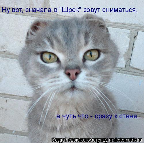 Ну вот, сначала в "Шрек" зовут сниматься, а чуть что - сразу к стене..... Котоматрица: Ну вот, сначала в "Шрек" зовут сниматься, а чуть что - сразу к стене..