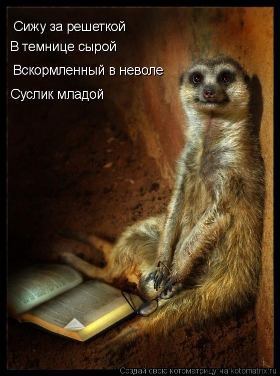 Котоматрица: Сижу за решеткой В темнице сырой Вскормленный в неволе Суслик младой