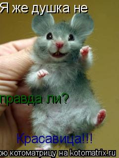 Я же душка не правда ли? Красавица!!!... Котоматрица: Я же душка не правда ли? Красавица!!!
