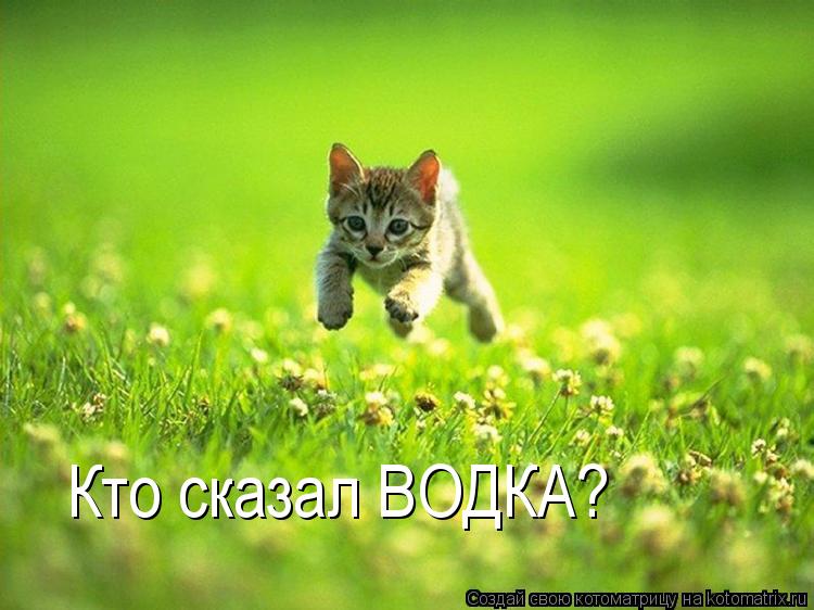 Котоматрица: Кто сказал ВОДКА?