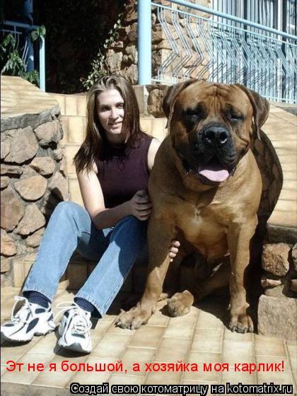 Котоматрица: Эт не я большой, а хозяйка моя карлик!