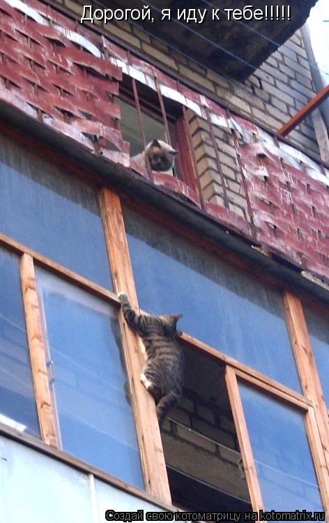 д Дорогой, я иду к тебе!!!!!... Котоматрица: д Дорогой, я иду к тебе!!!!!