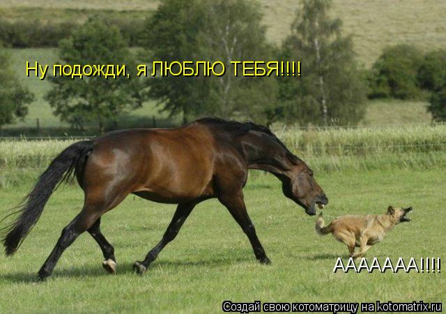 ААААААА!!!! ААААААА!!!! Ну подожди, я ЛЮБЛЮ ТЕБЯ!!!!... Котоматрица: ААААААА!!!! ААААААА!!!! Ну подожди, я ЛЮБЛЮ ТЕБЯ!!!!