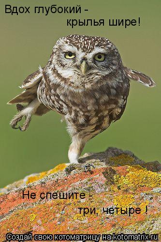 Вдох глубокий - крылья шире! Не спешите - три, четыре !... Котоматрица: Вдох глубокий - крылья шире! Не спешите - три, четыре !