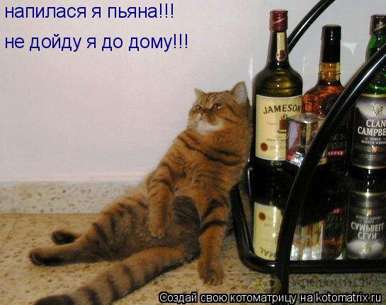 напилася я пьяна!!! не дойду я до дому!!!... Котоматрица: напилася я пьяна!!! не дойду я до дому!!!