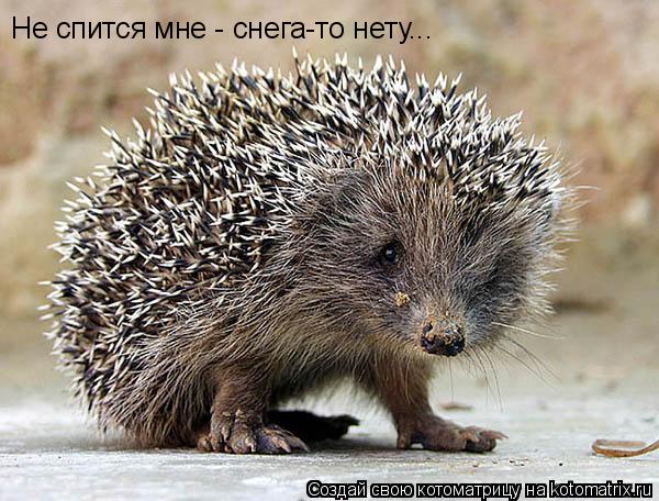 Не спится мне - снега-то нету...... Котоматрица: Не спится мне - снега-то нету...
