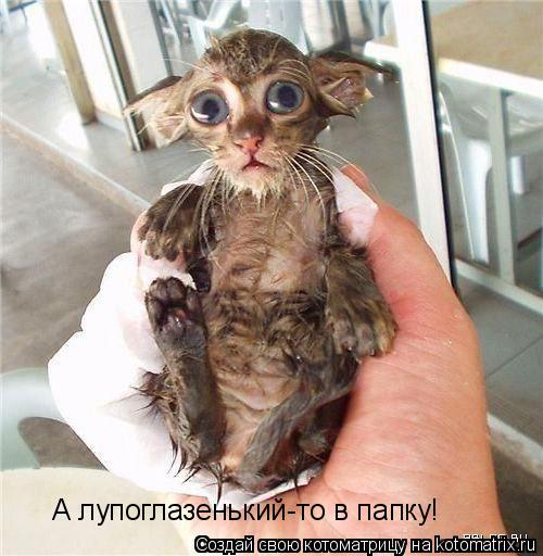 Котоматрица: А лупоглазенький-то в папку!