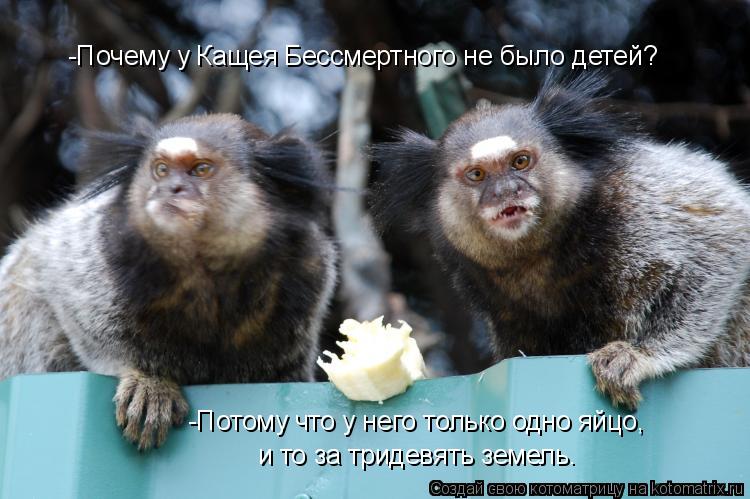 Котоматрица: -Почему у Кащея Бессмертного не было детей? -Потому что у него только одно яйцо,  и то за тридевять земель.