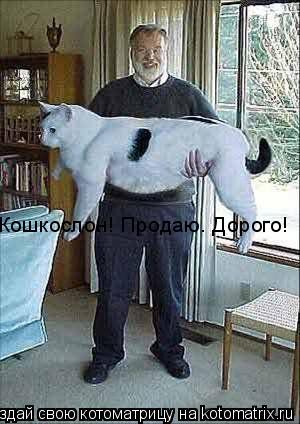 Котоматрица: Кошкослон! Продаю. Дорого!