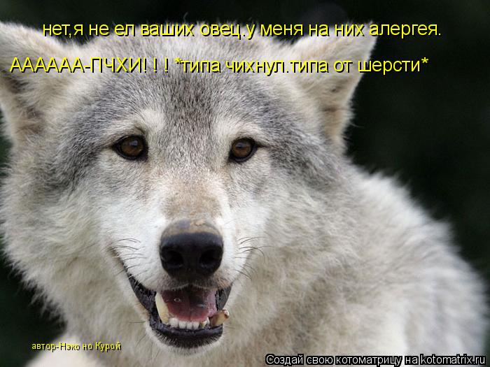 Котоматрица: нет,я не ел ваших овец.у меня на них алергея. АААААА-ПЧХИ! ! ! *типа чихнул.типа от шерсти* автор-Нэко но Курой