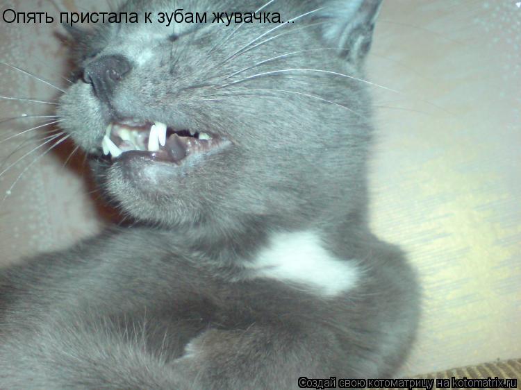 Опять пристала к зубам жувачка...... Котоматрица: Опять пристала к зубам жувачка...
