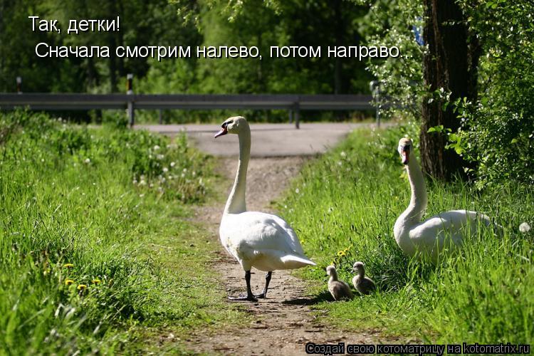 Котоматрица: Так, детки! Сначала смотрим налево, потом направо...