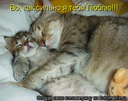 Котоматрица: Во, как сильно я тебя Люблю!!!
