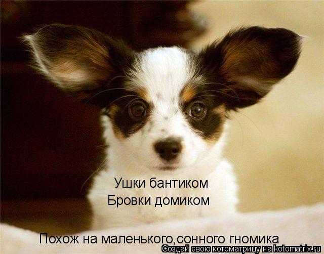 Ушки бантиком Бровки домиком Похож на маленького,сонного гномика... Котоматрица: Ушки бантиком Бровки домиком Похож на маленького,сонного гномика
