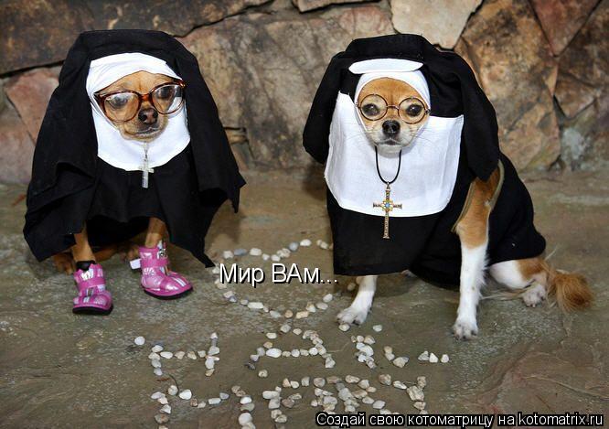 Мир ВАм... Мир ВАм...... Котоматрица: Мир ВАм... Мир ВАм...