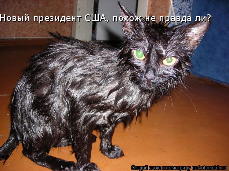 Новый президент США, похож не правда ли?... Котоматрица: Новый президент США, похож не правда ли?