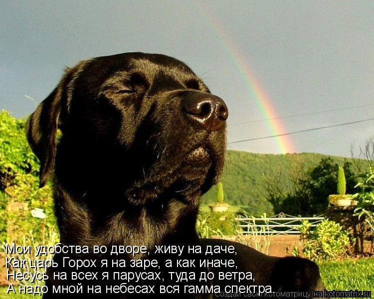 Мои удобства во дворе, живу на даче, Как царь Горох я на заре, а как иначе, Несусь на всех я парусах,... Котоматрица: Мои удобства во дворе, живу на даче, Как царь Горох я на заре, а как иначе, Несусь на всех я парусах, туда до ветра, А надо мной на небесах вся г