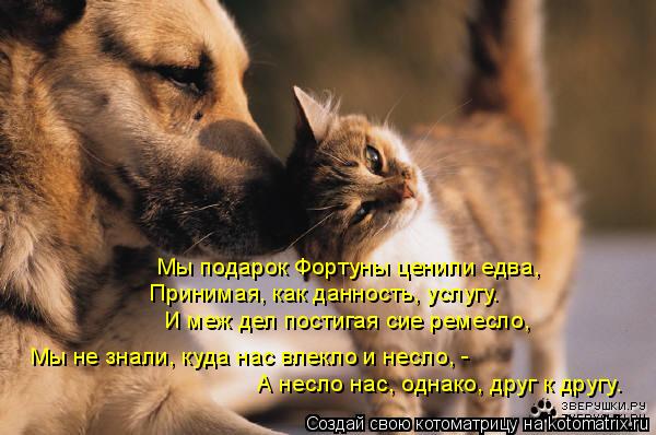 Мы подарок Фортуны ценили едва, Принимая, как данность, услугу. И меж дел постигая сие ремесло, Мы не... Котоматрица: Мы подарок Фортуны ценили едва, Принимая, как данность, услугу. И меж дел постигая сие ремесло, Мы не знали, куда нас влекло и несло, - А несло
