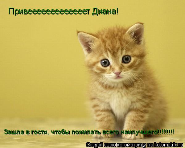 Привееееееееееееет Диана! Зашла в гости, чтобы пожилать всего наилучшего!!!!!!!!... Котоматрица: Привееееееееееееет Диана! Зашла в гости, чтобы пожилать всего наилучшего!!!!!!!!