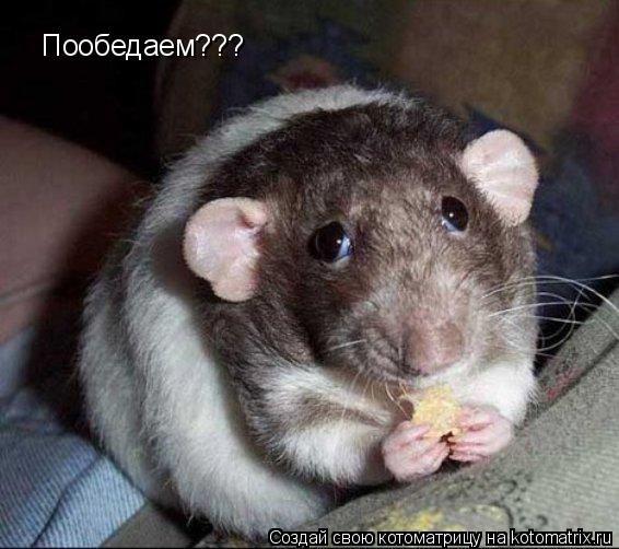 Котоматрица: Пообедаем???