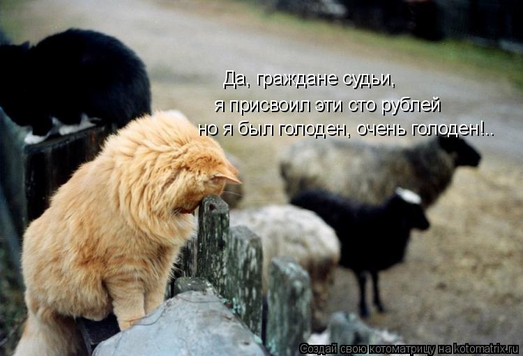 Котоматрица: Да, граждане судьи,  я присвоил эти сто рублей но я был голоден, очень голоден!..
