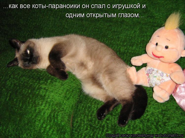 Котоматрица: ...как все коты-параноики он спал с игрушкой и одним открытым глазом...