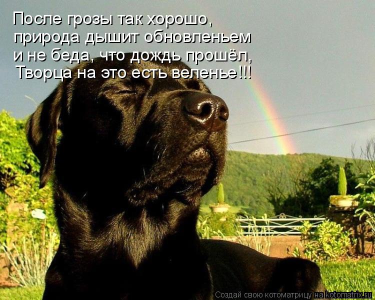После грозы так хорошо, природа дышит обновленьем и не беда, что дождь прошёл, Творца на это есть вел... Котоматрица: После грозы так хорошо, природа дышит обновленьем и не беда, что дождь прошёл, Творца на это есть веленье!!!