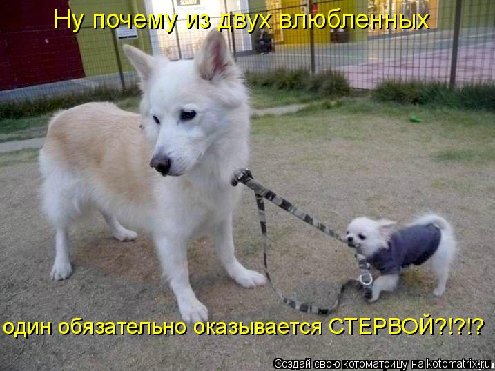 Ну почему из двух влюбленных один обязательно оказывается СТЕРВОЙ?!?!?... Котоматрица: Ну почему из двух влюбленных один обязательно оказывается СТЕРВОЙ?!?!?