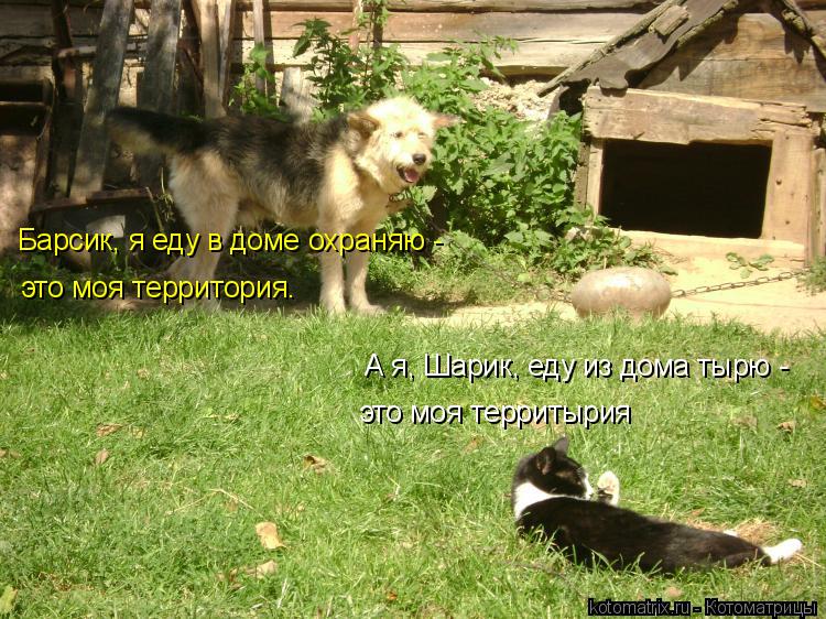 это моя территория. это моя территырия А я, Шарик, еду из дома тырю - Барсик, я еду в доме охраняю -... Котоматрица: это моя территория. это моя территырия А я, Шарик, еду из дома тырю - Барсик, я еду в доме охраняю -
