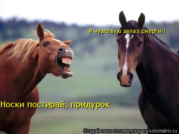 Я чувствую запах смерти!! Носки постирай, придурок... Котоматрица: Я чувствую запах смерти!! Носки постирай, придурок