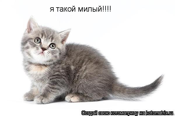 я такой милый!!!!... Котоматрица: я такой милый!!!!