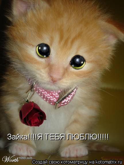 Котоматрица: Зайка!!!!Я ТЕБЯ ЛЮБЛЮ!!!!!