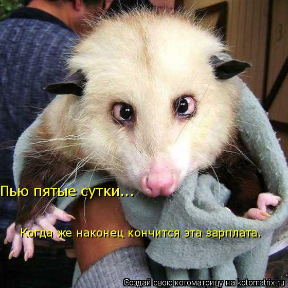 Пью пятые сутки... Когда же наконец кончится эта зарплата.... Котоматрица: Пью пятые сутки... Когда же наконец кончится эта зарплата.