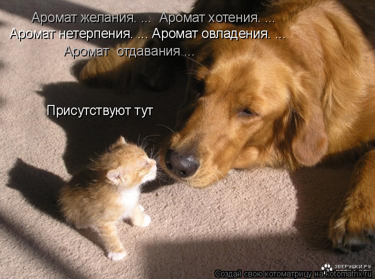 Аромат желания. ... Аромат хотения. ... Аромат нетерпения. ... Аромат овладения. ... Аромат отдав... Котоматрица: Аромат желания. ... Аромат хотения. ... Аромат нетерпения. ... Аромат овладения. ... Аромат отдавания ... Присутствуют тут