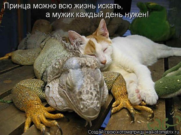 Принца можно всю жизнь искать, а мужик каждый день нужен!... Котоматрица: Принца можно всю жизнь искать, а мужик каждый день нужен!